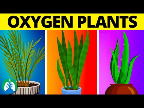 Video: Kuris augalas išskiria daugiausia deguonies?