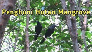 Suasana Pagi Di Hutan Mangrove, Melihat Burung Gagak Dan Jenis Burung Lainya Di Alam Bebas