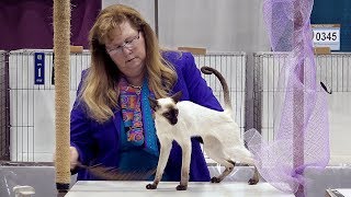 CFA International Cat Show 2018 - Siamese Premier class judging