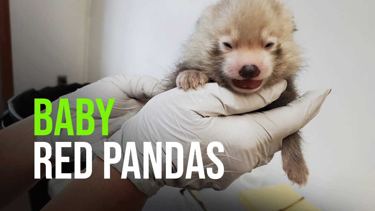 Two Red Panda Cubs Born at Michigan’s Potter Park Zoo - YouTube