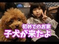 子犬が家族になりました!トイプードルのクルミちゃんとの生活スタート!!