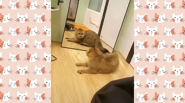 Cats vs. Mirrors 😹 Funny Cats Reaction With Mirrors