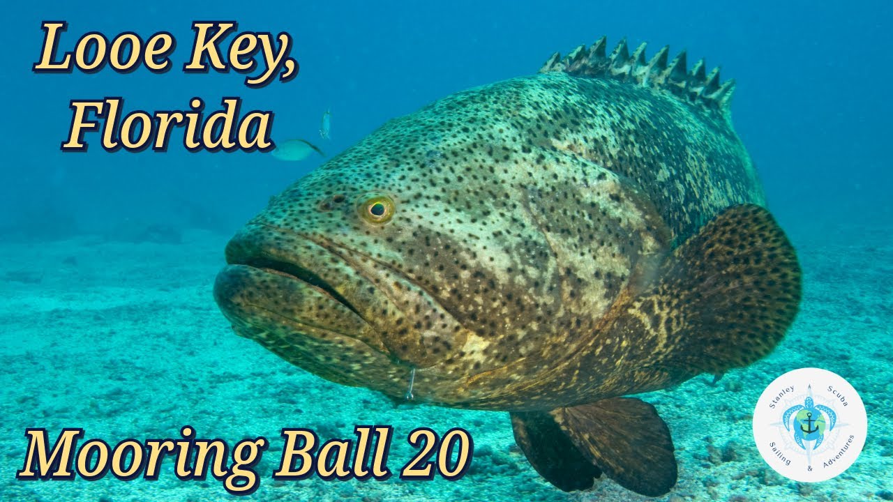 Scuba Diving Florida Big Pine Key, Dive Site Looe Key Mooring Ball 20