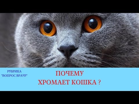 Почему хромает кошка?