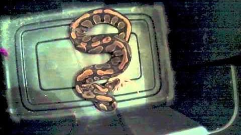ball python attacks and eats mouse