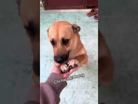 Để ý mỗi sợi dây chuyền của nó 😂 #yeulu #shorts