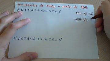 Ejercicio: Transcripción de una cadena de ADN a ARNm