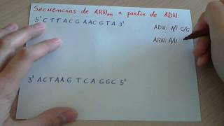 Ejercicio: Transcripción de una cadena de ADN a ARNm