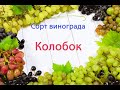 Виноград сорт Колобок