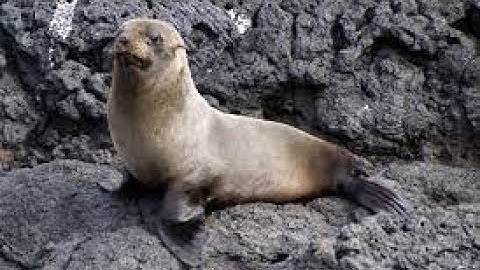 Phân tích tiếng con hải cẩu