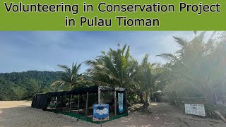 Volunteering in Conservation Project | Pulau Tioman Juara Turtle Project