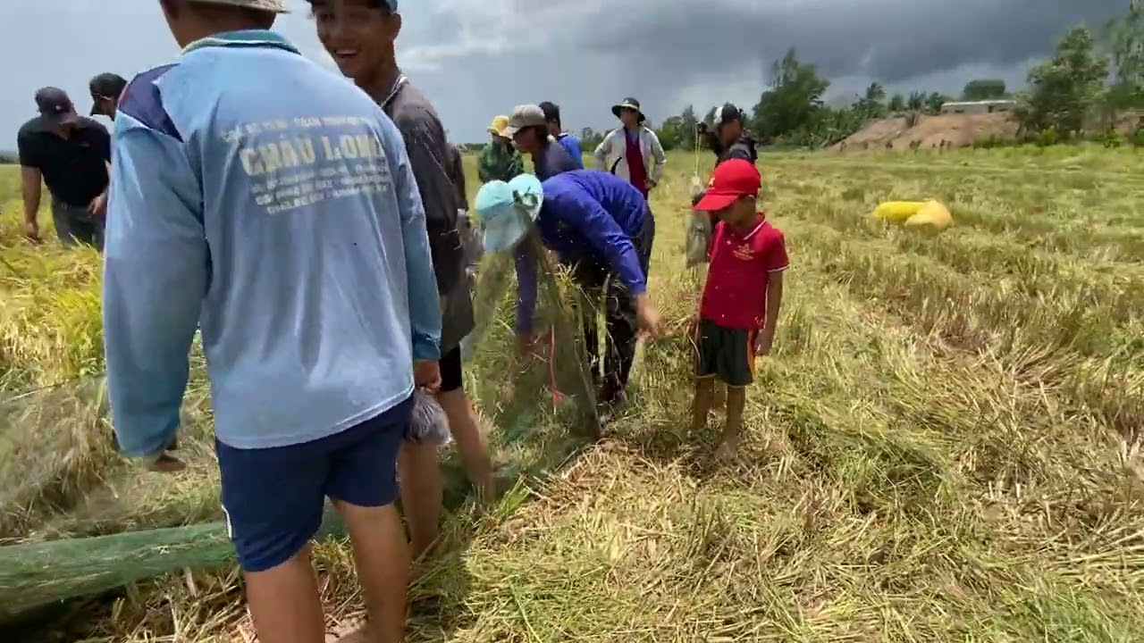 Cắt lúa Bắc chuột cù chuột bị lụng chạy ngoài gần hết 