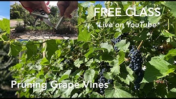 Class: Pruning Grape Vines Beginners Guide