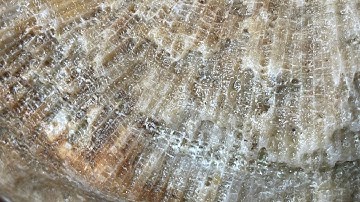 Honeycomb fossil: synthstrom deluge - elektron analog four - drumbrute impact - : live session