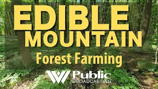 Edible Mountain: Forest Farming