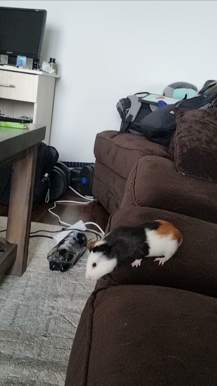 Family of Guinea Pigs Jump From Couch || ViralHog