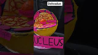 Biology model | Chemistry model | Nucleaus 3d model | B.ed model | #art #cellmodeling #molecularart