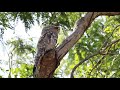 Mãe-da-lua-gigante (Nyctibius grandis)