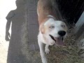 The Day with our Dog