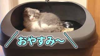 新しい猫トイレをベッドと勘違いして、くつろいじゃう子猫【スコティッシュフォールド】