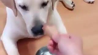 Hey! Don't!! | Dog videos | 9 gag videos