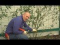 How to prune your climbing rose