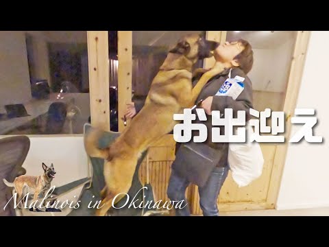 【 お出迎え】仕事帰りのママを猛烈にお出迎えする可愛いシェパード
