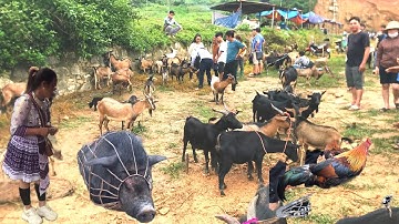 Chợ phiên vùng cao cốc ly. Mộc mạc giản dị. Bán rất nhiều Dê và lợn đen | người vùng cao tv,