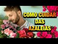 TUDO SOBRE A AZALEIA - CULTIVO, REGA, ADUBAÇÃO E PROPAGAÇÃO