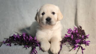 Golden Retriever puppies first bath (The Bumblebee Litter)