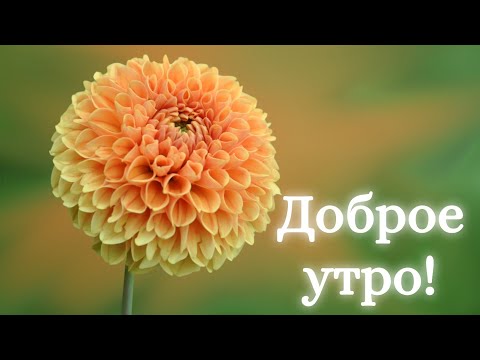 ❤️❤️❤️ПОЖЕЛАНИЕ НА ВЕСЬ ДЕНЬ❤️❤️❤️ С Добрым Утром Хорошего Дня. Доброе Утро! СТИХ