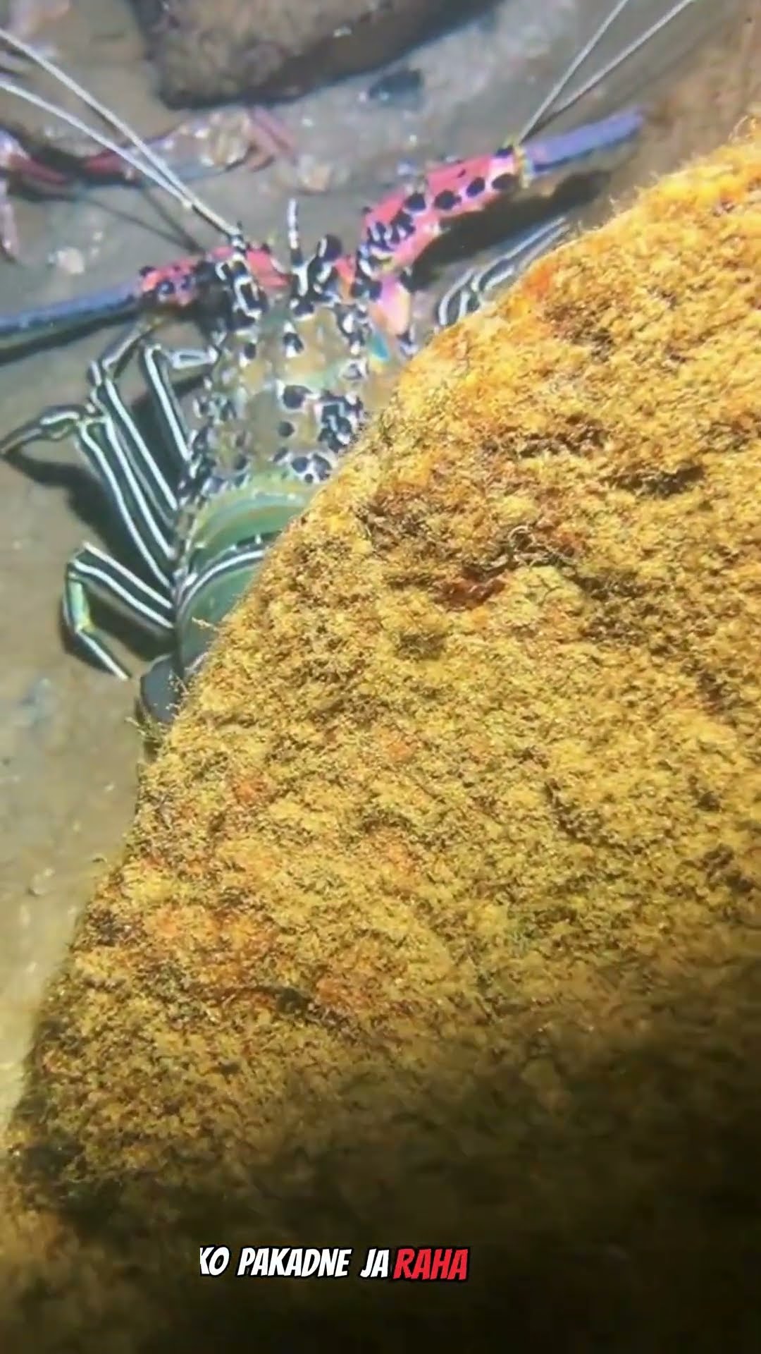 Sea creature #shortvideo