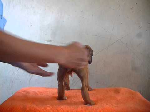 boxer macho 2 compromiso