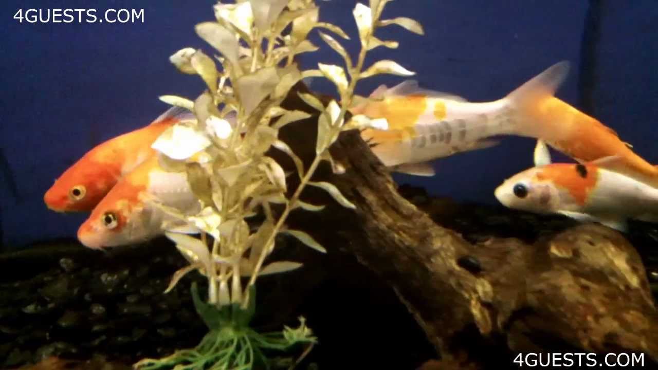 SMALL PET KOI FISH in TANK - YouTube