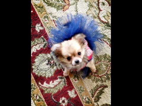 puppy haul puppy haul petsmart and target doovi puppy haul puppy haul petsmart and target doovi