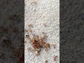 A big one Red Ants VS much small Red Ants