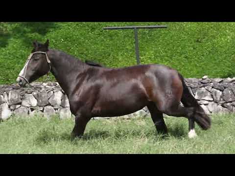 LOTE 20 - SENZALA DO CERRO AGUDO