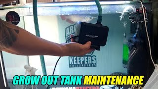 Super Red Grow Out Tank Maintenance - PALIT SUBMERSIBLE PUMP