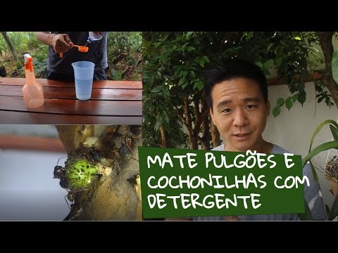 Vídeo: Como Lidar Com Pulgões