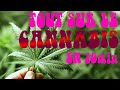 Tout savoir sur le cannabis en 10min