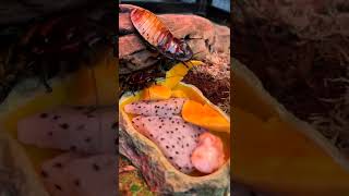 Кормлю Мадагаскарских тараканов фруктами