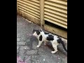 #cat #cute #catlover #animals #kitten #foryou #catfitness #kittenslovers #cuteanimal
