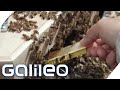 Bienen freiwillig zuhause diy wohnzimmerimker  galileo  prosieben