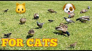 Cats Do Backflips Trying to Catch These Birds!