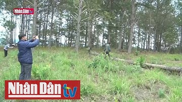 Rừng thông tại Lâm Đồng tiếp tục bị lấn chiếm, san ủi trái phép