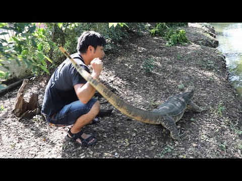 タイで野生のオオトカゲの尻尾打ちを食らってみた