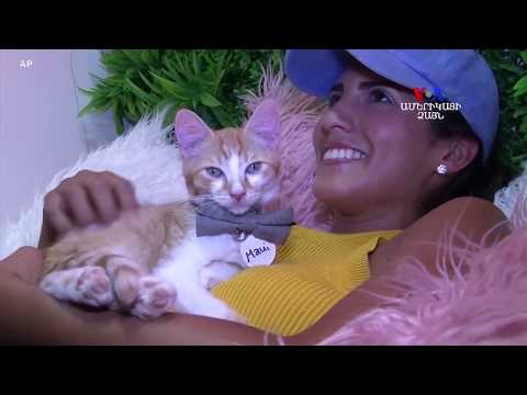 Video: Վերմակ կատվի համար. Ստերիլիզացումից հետո, անձրևից և այլն, ինչպես ընտրել, դա անել ինքներդ ձեզ, օգտագործել հետվիրահատական վիրակապ