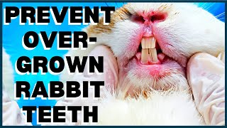 Preventing Overgrown Rabbit Teeth