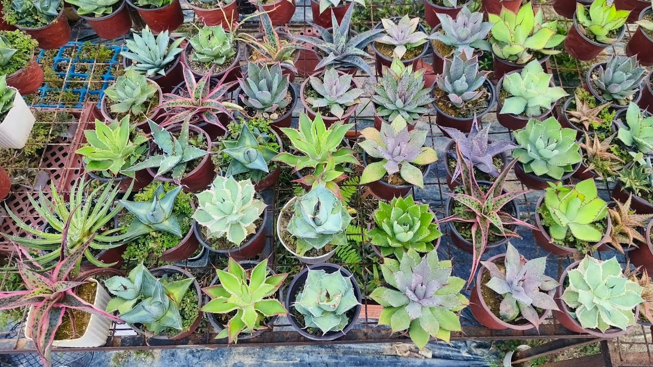 Agave COLLECTORS ITEMS ITS FS NOW SHIPPING VIA LBC AND VICTORY LINER |CATHY WILD ONE