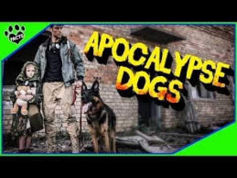 The Dog Breed That Could Survive the Apocalypse. - YouTube
